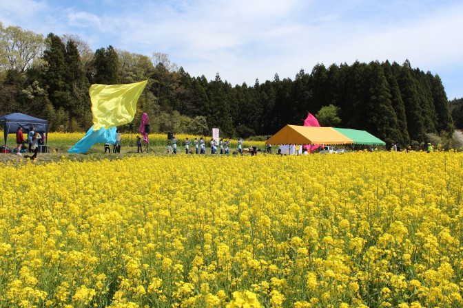 野出島菜の花祭り