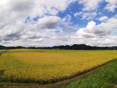 田んぼの写真